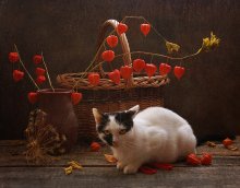 How I shot still life ... / ***