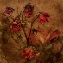 Pink roses / ***