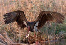 Black Stork / ***