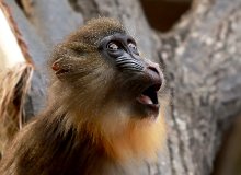 Baboon / ***