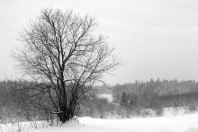 Bird-cherry tree / ***