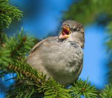 Singing in elovnike / Canon EOS 5D Mark III
Canon CANON EF100-400mm f/4.5-5.6L IS USM