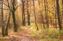 Autumn path. / ***