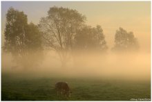 Golden morning. / A beautiful foggy morning.