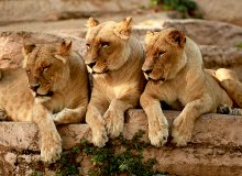 Three friends / ***