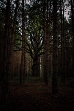 dead oak / ***