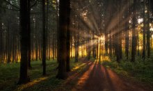 MORNING IN THE PARK / ***