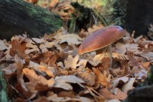 Just three mushroom / ***