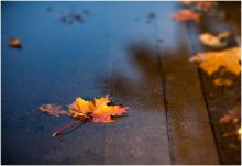 Autumn fragment / ***