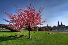 Dresden cherry / ...