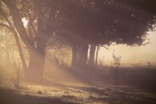 Foggy morning / ***