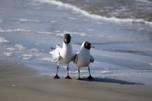 time in pairs ... / ***