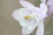 Blume / ***