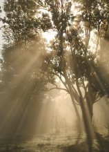 In the fog / ***