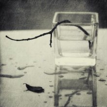 Black and White in November .... / ......................