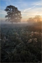Morgenfrost / ******