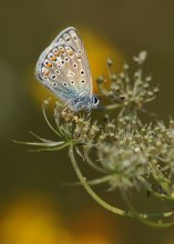 Copper-butterfly / ***