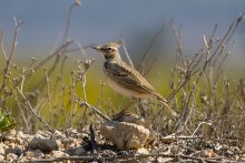 Crested lark / ***
