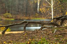 At the lake / ***