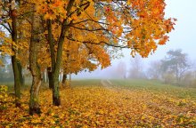 colors of autumn / ***