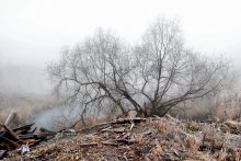 aus dem Nebel ... / ***
