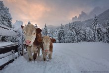 Mooomies! / ***