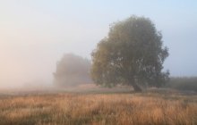 Foggy morning / _________________*