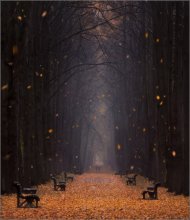 Leaf fall / ***