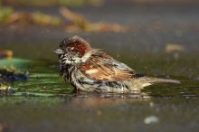 Sparrow / ***