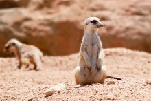 Meerkats / ***