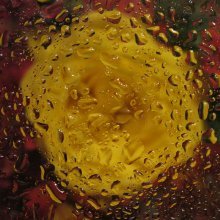 Yellow Rose / ***
