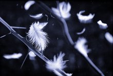 Dreams and Realities / ***