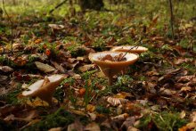 autumn-winter cocktail / ***