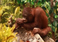Orang-Utan / ***