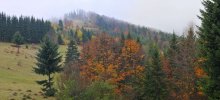 Forest / ***