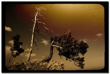Three sisters / ***