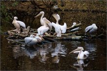 Pelicans / ***