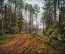 | Forest Kingdom | / ***