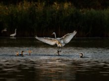 Graceful landing. / ***