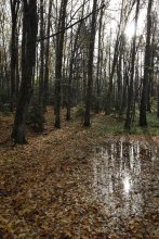 mirror autumn / ***