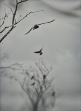 flight / ***