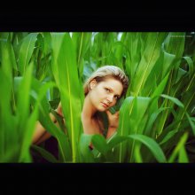 Corn / ***