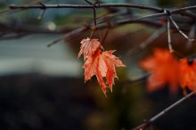 colors of autumn / ***