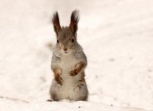 Squirrel / ***