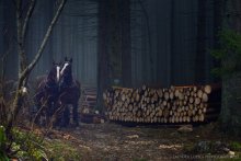 Forest .. / *************