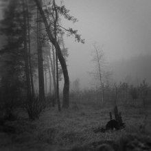 Fog in the forest / ******