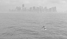 Seagull ... / NYC