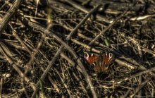 Schmetterling / ***