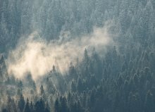 ...Forest... / ***
