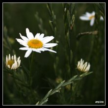 again daisy, two daisy / ***